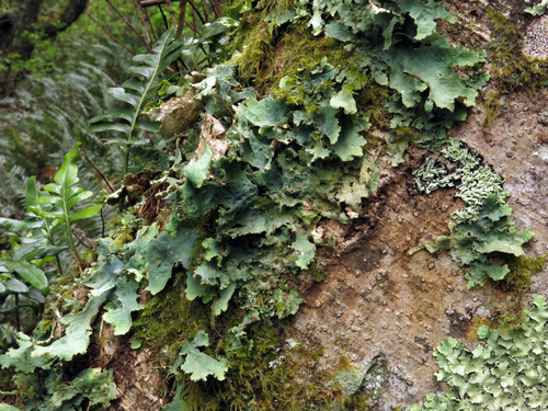 Pseudocyphellaria rainierensis - Habit, field